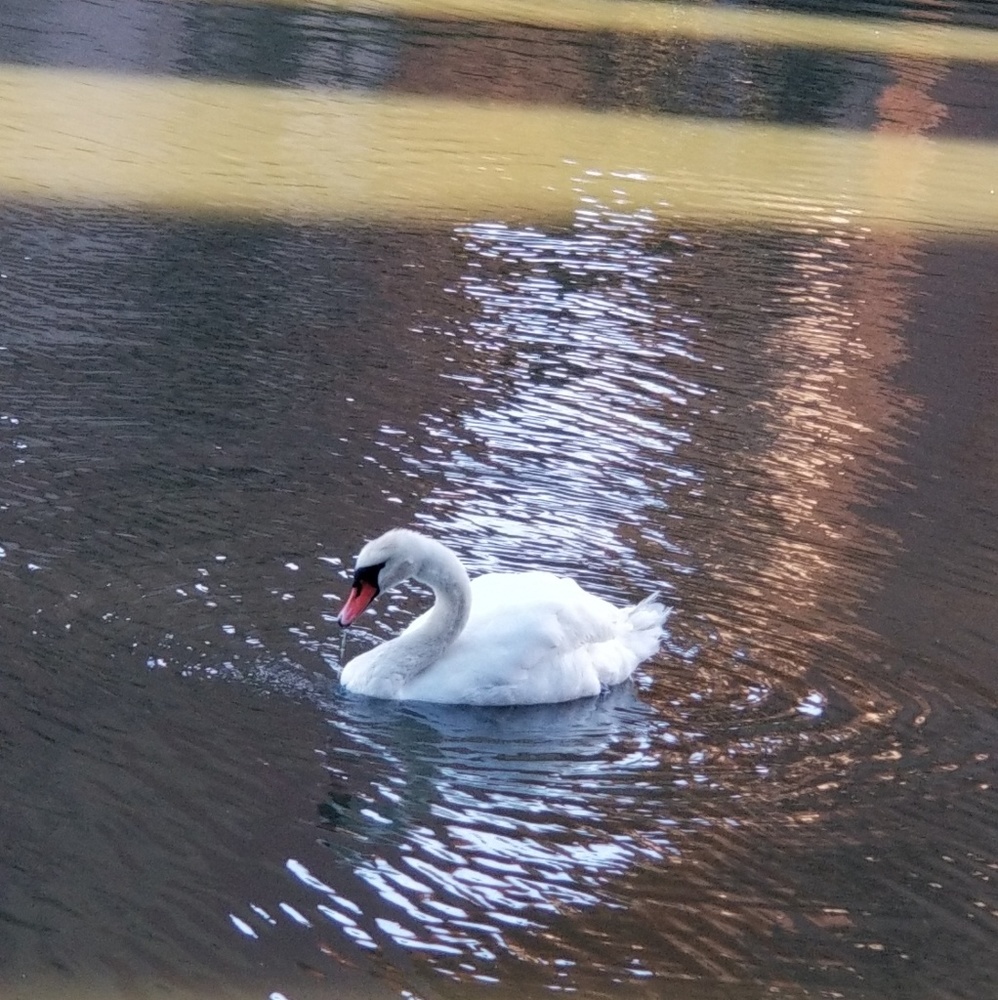 Meet your Posher, Carolina